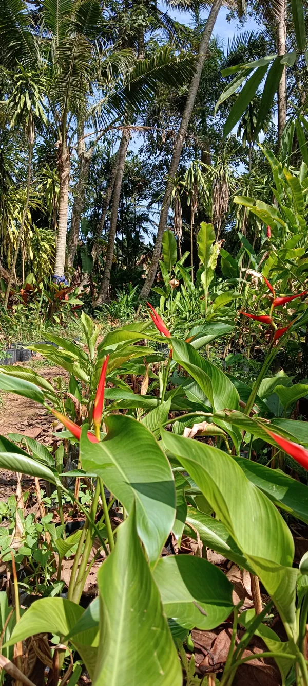 Heliconia_Latispatha_Distans_Compact_Orange_Bract_Live_Plant