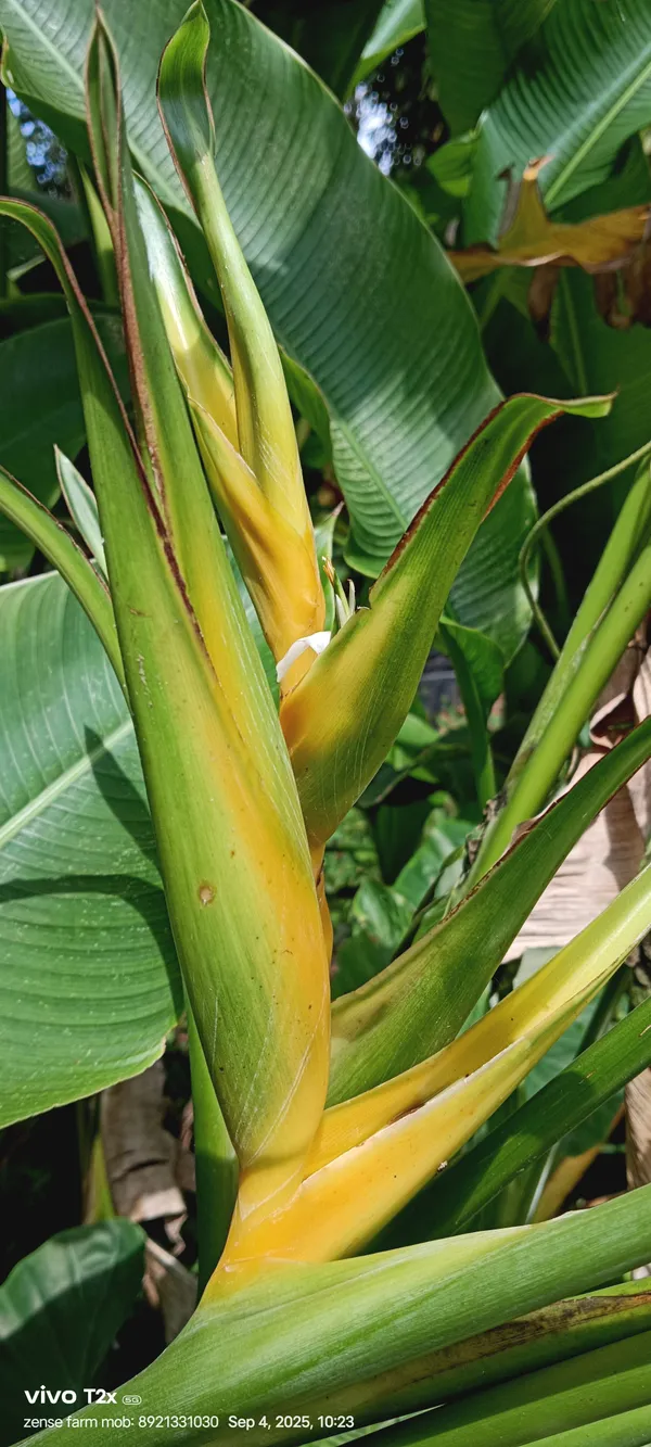 Heliconia_Yellow_Dancer_Golden_Upright_Tropical_Live_Plant