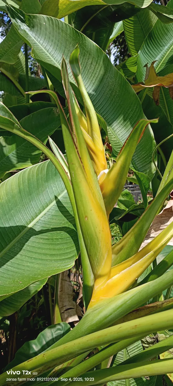 Heliconia_Yellow_Dancer_Golden_Upright_Tropical_Live_Plant