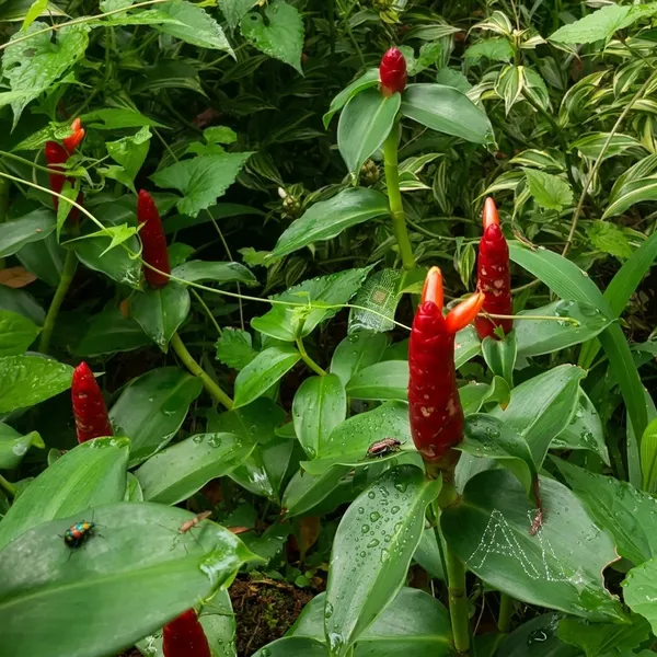 Red_Button_Ginger_Costus_Woodsonii_Tropical_Live_Plant