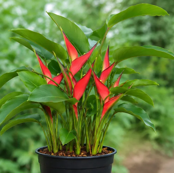 Jamaican_Dwarf_Heliconia_Stricta_Compact_Red_Bract_Live_Plant