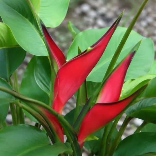 Jamaican_Dwarf_Heliconia_Stricta_Compact_Red_Bract_Live_Plant
