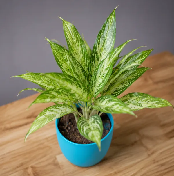 Aglaonema_White_Rajah_White-Green_Variegated_Live_Plant