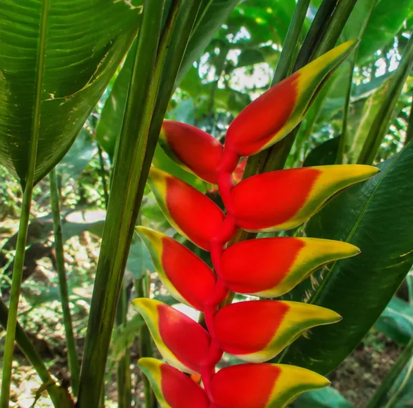 Heliconia_Rostrata_Hanging_Lobster_Claw_Live_Plant