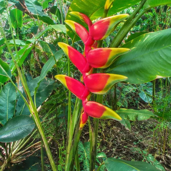 Heliconia_Rostrata_Hanging_Lobster_Claw_Live_Plant
