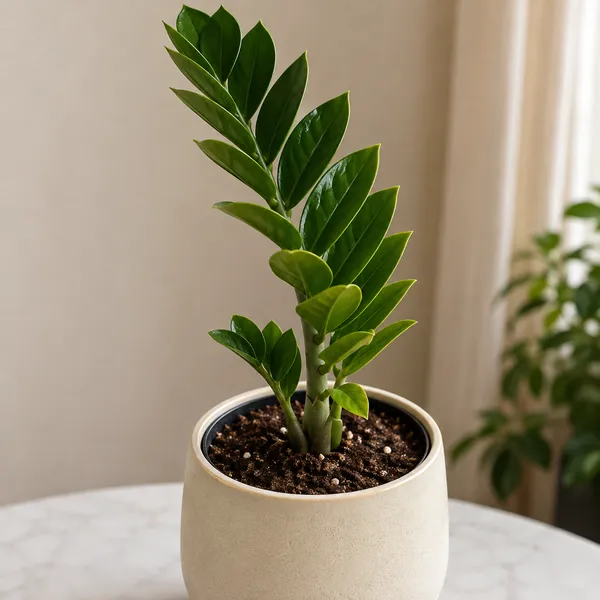 Zz_Plant_Zamioculcas_Zamiifolia_Emerald_Green_Indoor_Live_Plant