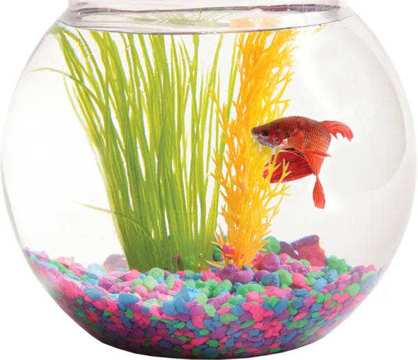 Transparent_Round_Glass_2.8_L_Fish_Bowl
