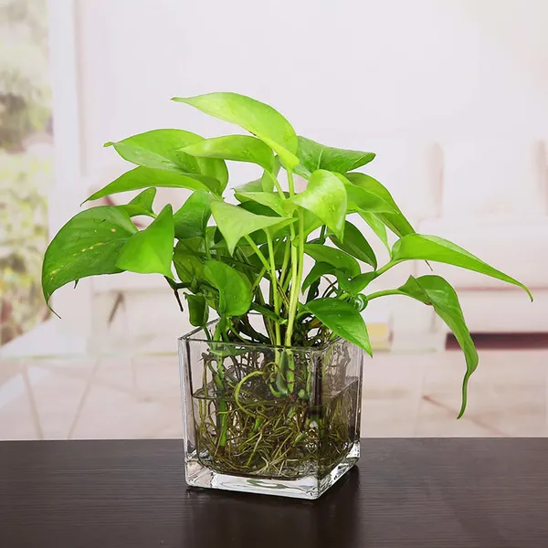 Decorative_Vase_For_Home_&_Office