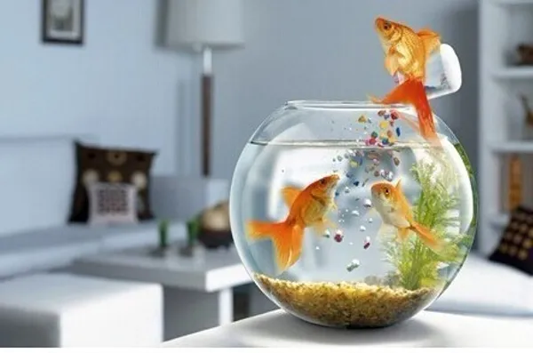 Transparent_Round_Glass_4_L_Fish_Bowl