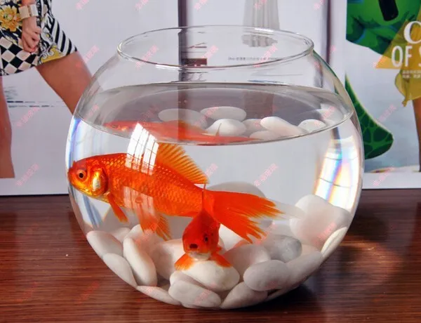 Transparent_Round_Glass_4_L_Fish_Bowl