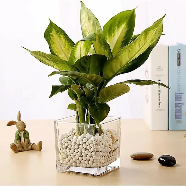 Decorative_Square_Shape_Vase_For_Home_&_Office