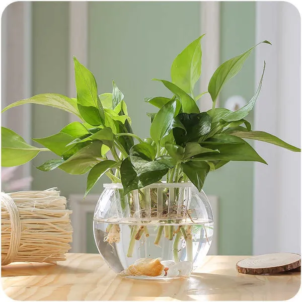 Transparent_Round_Glass_4_L_Fish_Bowl
