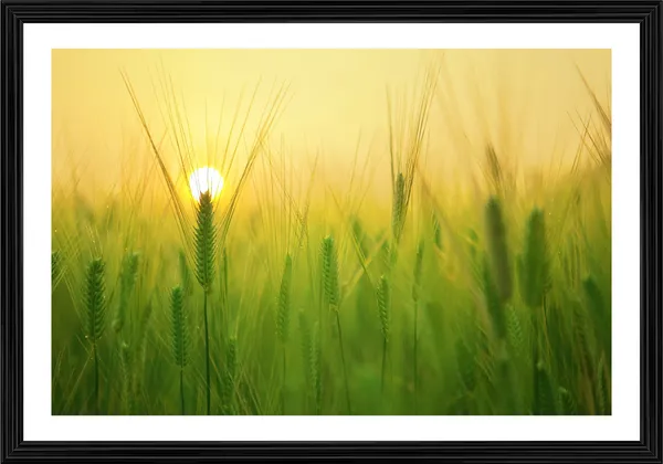 Sunset_in_the_Wheat_Fields-_Nature_Theme_Wall_Decor,_Framed,_Multicolor