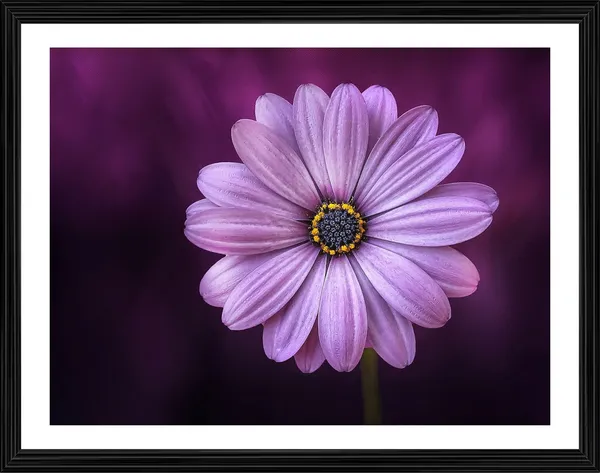 Pink_Orchid_Flower_with_Wine_Background-_Nature_Theme_Wall_Decor,_Framed,_Multicolor