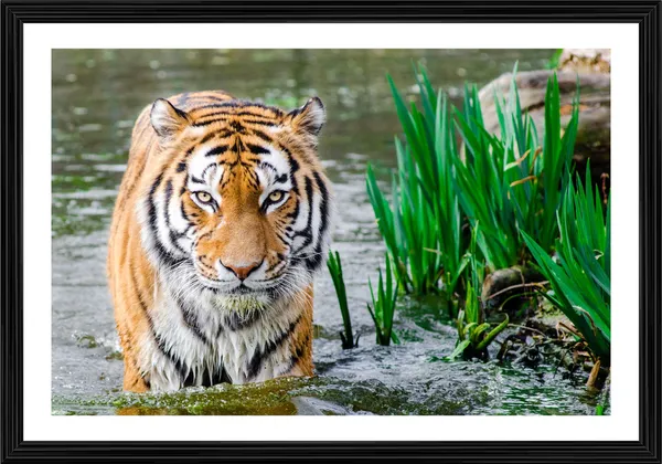 King_of_the_Jungle_in_the_River_Waters-_Nature_Theme_Wall_Decor,_Framed,_Multicolor