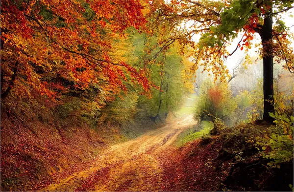 Mysterious_way_to_Red_Woods-_Nature_Theme_Wall_Decor,_Framed,_Multicolor