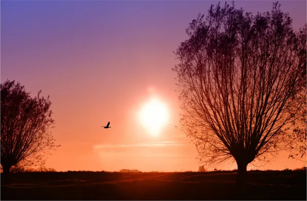 Tree_Silhouetteon_the_Sunset_Beach-_Nature_Theme_Wall_Decor,_Framed,_Multicolor