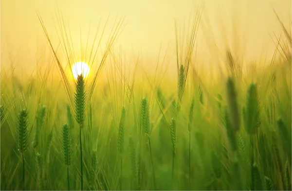 Sunset_in_the_Wheat_Fields-_Nature_Theme_Wall_Decor,_Framed,_Multicolor
