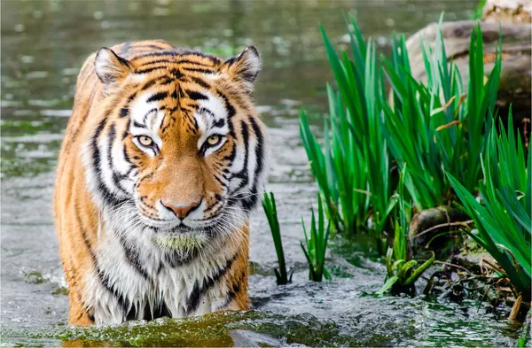 King_of_the_Jungle_in_the_River_Waters-_Nature_Theme_Wall_Decor,_Framed,_Multicolor