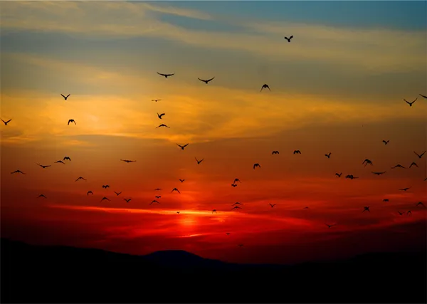 Birds_and_Sunset,_Nature_Theme_Wall_Decor,_Framed,_Multicolor