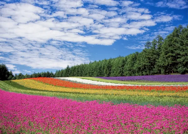 Flowerbeds_along_the_Treeline,_Nature_Theme_Wall_Decor,_Framed,_Multicolor