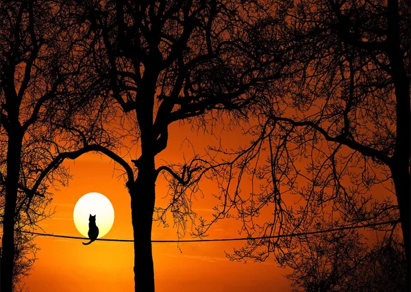 Cat_Trees_and_the_Sunset,_Nature_Theme_Wall_Decor,_Framed,_Multicolor