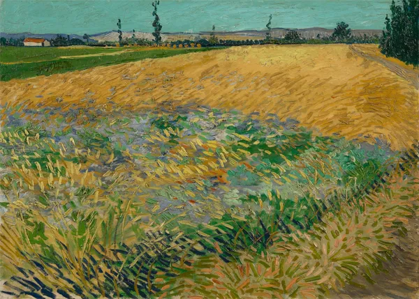 Wheatfield_1888,_A_Painting_by_Van_Gogh,_Unframed_Canvas_Print,_Multicolor