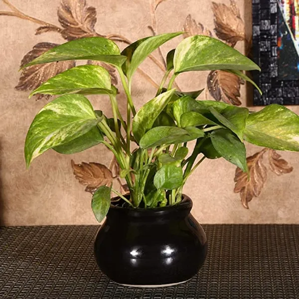 Flower_Ceramic_Matka_Shape_Handcrafted_Flower_Pot_Plant_Container_for_Home_Room_&_Office_Decoration_-_Black_(with_Drainage_Hole)
