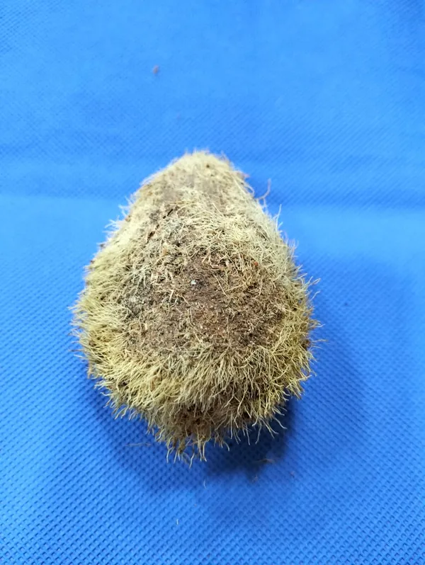 Puravedic_Ekakshi_Nariyal/One_Eye_Coconut_for_Pooja