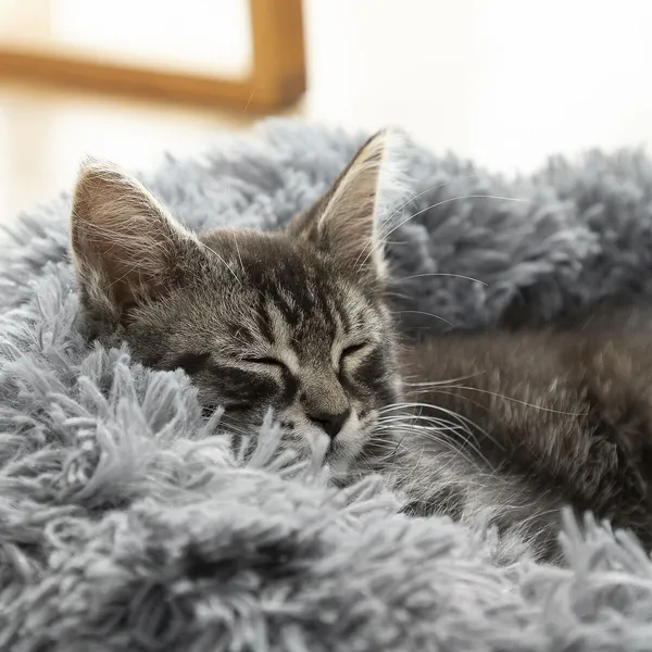 Round_Donut_Pet_Bed_for_Cats_and_Puppies_Dogs,_Cozy_and_Plush,_Raised_Bedside_Support,_Both_Sides_Use_Like_2_in_One,_Washable,_Sizes_for_Small,_Medium,_and_Large_Pets.