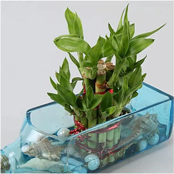 Bombay_Sapphire_Bottle_Planter__Glass_Bottle_Hanging_Planter,_Ideal_For_Terrace_And_Home_Garden,_Indoor_&_Outdoor_Plants