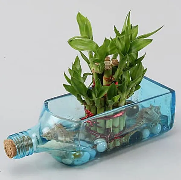Bombay_Sapphire_Bottle_Planter__Glass_Bottle_Hanging_Planter,_Ideal_For_Terrace_And_Home_Garden,_Indoor_&_Outdoor_Plants