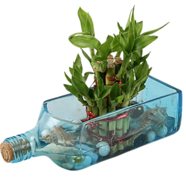 Bombay_Sapphire_Bottle_Planter__Glass_Bottle_Hanging_Planter,_Ideal_For_Terrace_And_Home_Garden,_Indoor_&_Outdoor_Plants