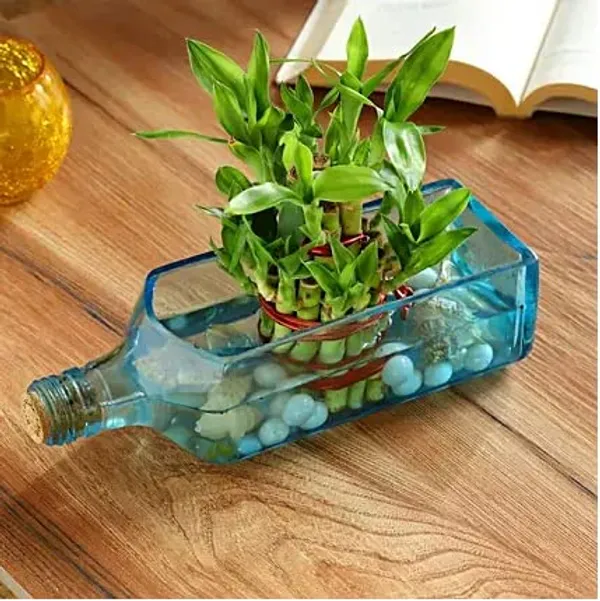 Bombay_Sapphire_Bottle_Planter__Glass_Bottle_Hanging_Planter,_Ideal_For_Terrace_And_Home_Garden,_Indoor_&_Outdoor_Plants