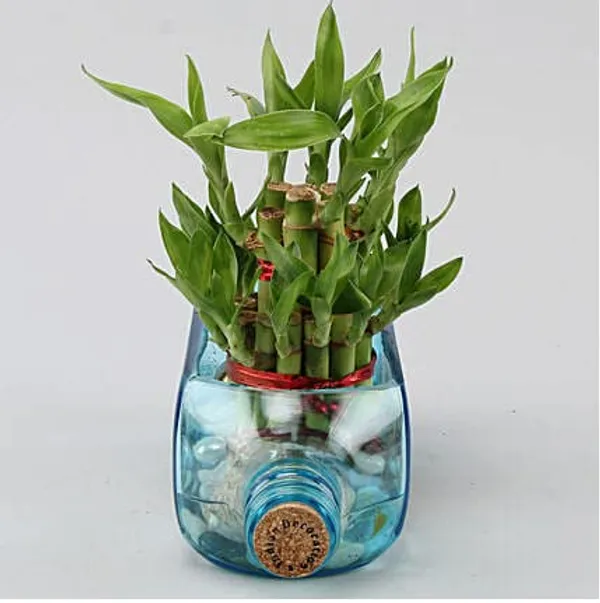 Bombay_Sapphire_Bottle_Planter__Glass_Bottle_Hanging_Planter,_Ideal_For_Terrace_And_Home_Garden,_Indoor_&_Outdoor_Plants