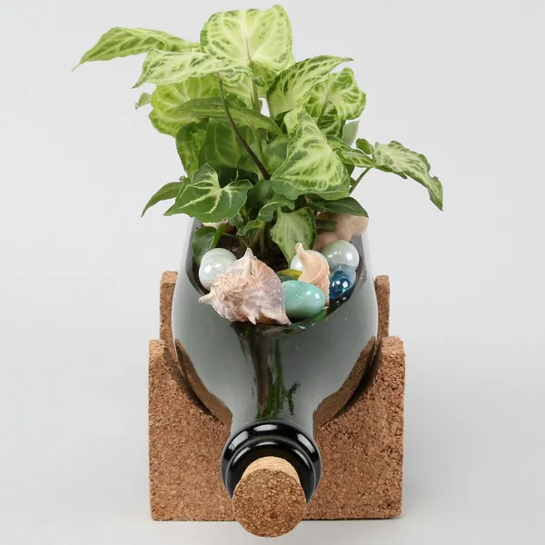 Champagne_Bottle_Planter_For_Living_Room_Bedroom_Display_|_Suitable_For_Home