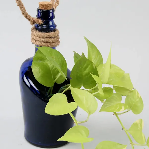 Blue_Glass_Bottle_Hanging_Planter_For_Terrace_Room_Garden_|_Table_Top_Decor_Flower_Vase