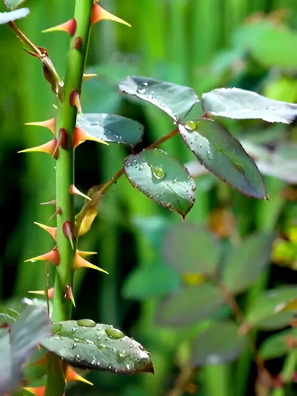 Rose_Plant_(Hybrid)_For_Indoor_&_Outdoor_With_Grow_Bag