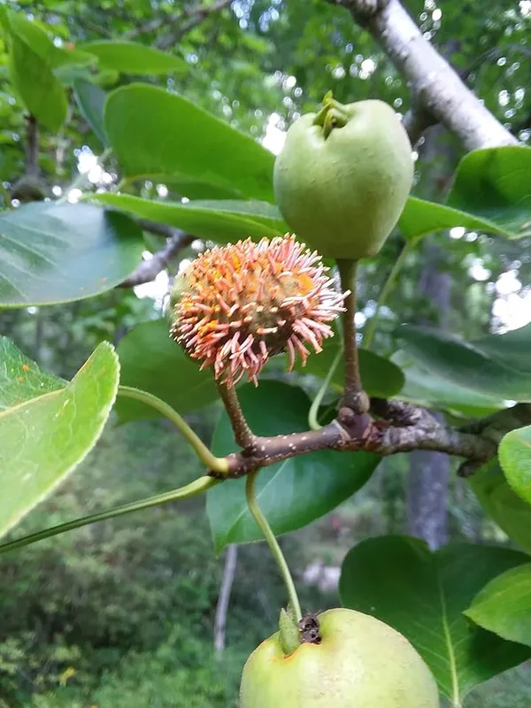 Naspati_Plant_(Hybrid)_For_Outdoor_With_Grow_Bag