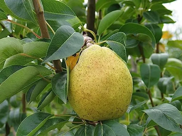 Naspati_Plant_(Hybrid)_For_Outdoor_With_Grow_Bag