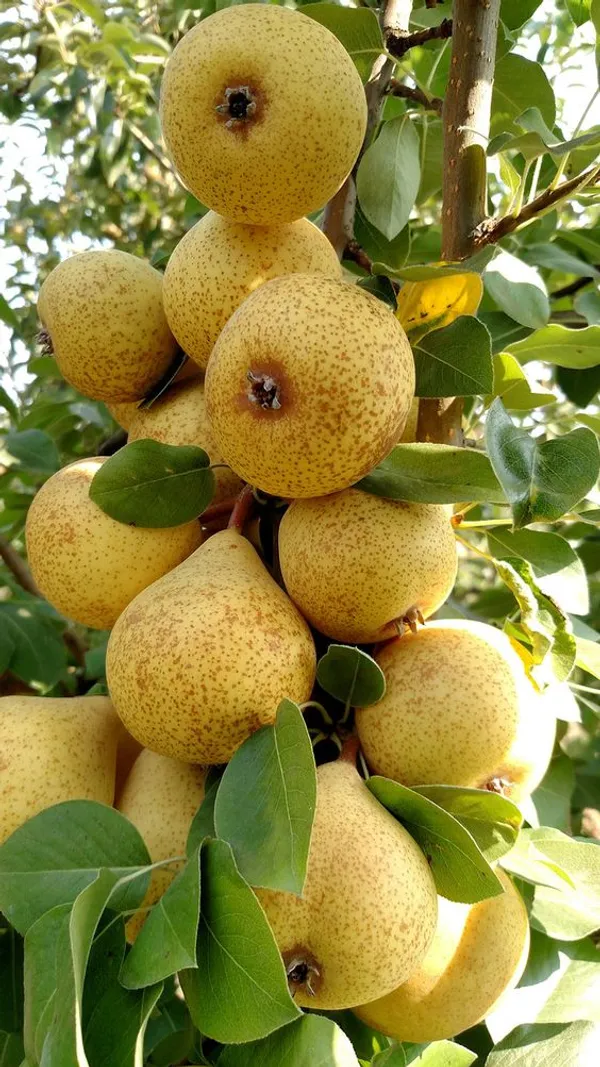 Naspati_Plant_(Hybrid)_For_Outdoor_With_Grow_Bag