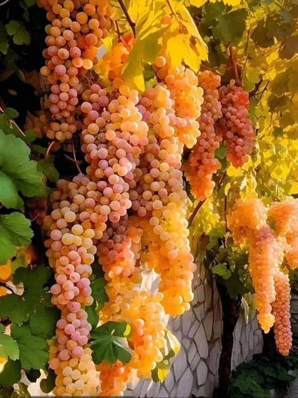 Grapes_Plant_(Hybrid)_For_Outdoor_With_Grow_Bag