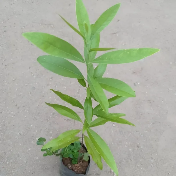 Chandan_Plant_(Sandalwood/Santalum_album)_For_Outdoor_With_Grow_Bag