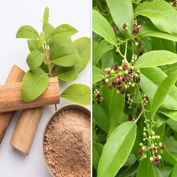 Chandan_Plant_(Sandalwood/Santalum_album)_For_Outdoor_With_Grow_Bag