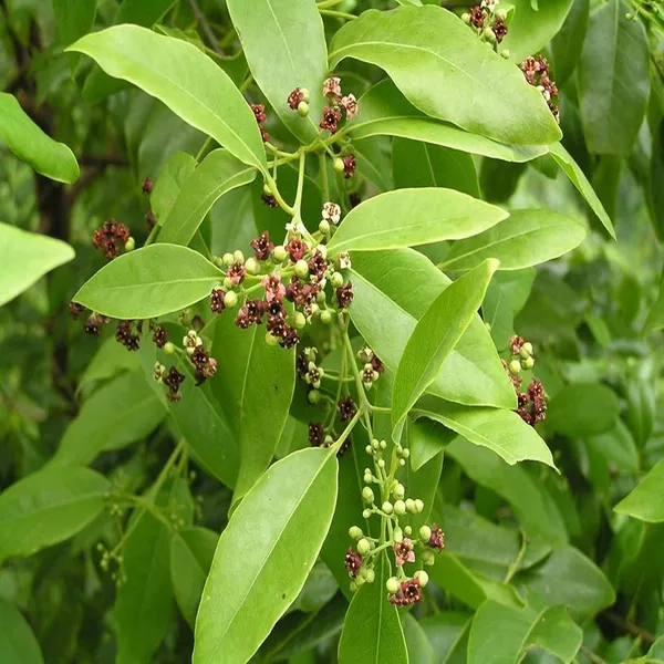 Chandan_Plant_(Sandalwood/Santalum_album)_For_Outdoor_With_Grow_Bag