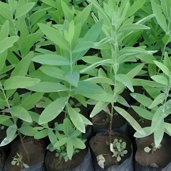 Chandan_Plant_(Sandalwood/Santalum_album)_For_Outdoor_With_Grow_Bag