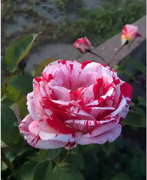 Rose_Plant_(Hybrid)_For_Indoor_&_Outdoor_With_Grow_Bag