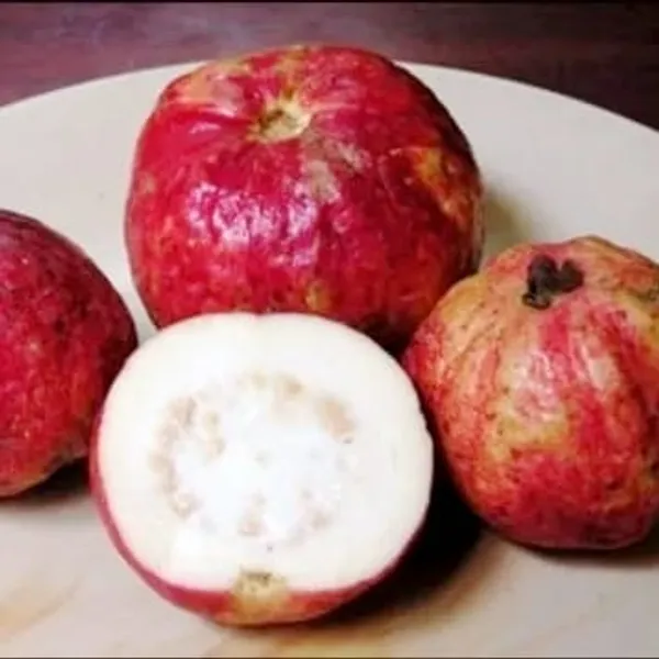 Thai_Guava_Plant_(Hybrid)_For_Outdoor_With_Grow_Bag