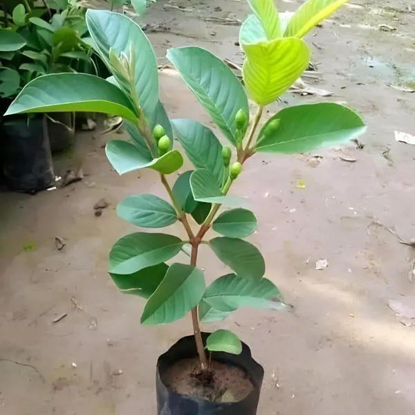 Thai_Guava_Plant_(Hybrid)_For_Outdoor_With_Grow_Bag