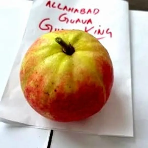 Thai_Guava_Plant_(Hybrid)_For_Outdoor_With_Grow_Bag